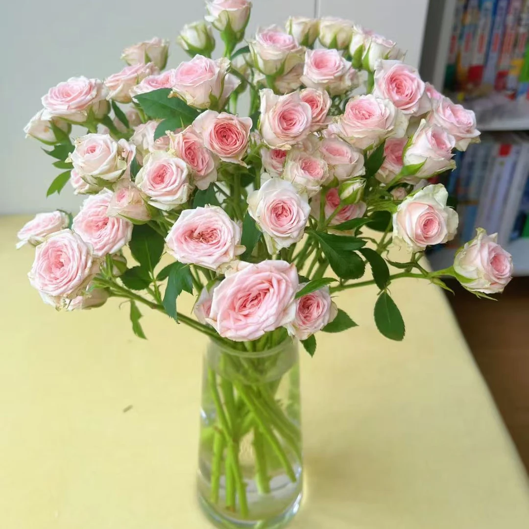 【一品花集】方德嘉荷【豆蔻】多头玫瑰