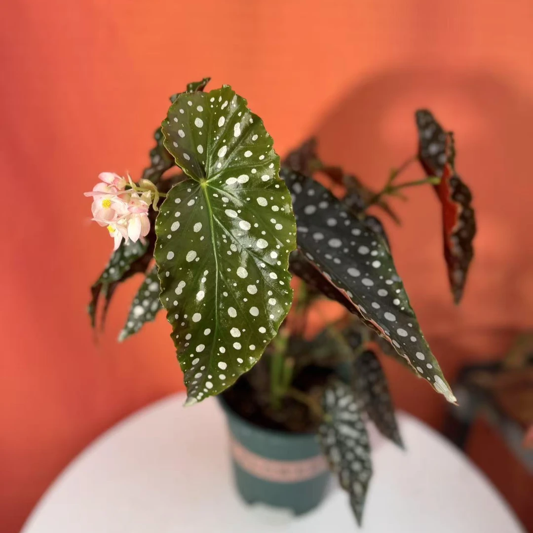 【鳟鱼】秋海棠热植桌面室内阳台ins风（微叶损无售后）