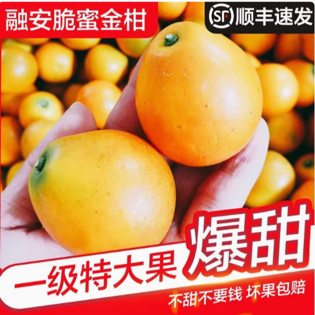 融安金桔正宗脆蜜金柑广西融安金桔水果脆蜜金桔纯甜