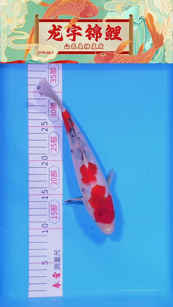 锦鲤121403白底三色24公分