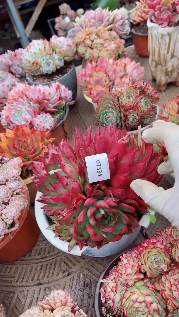 【闪购商品】07334