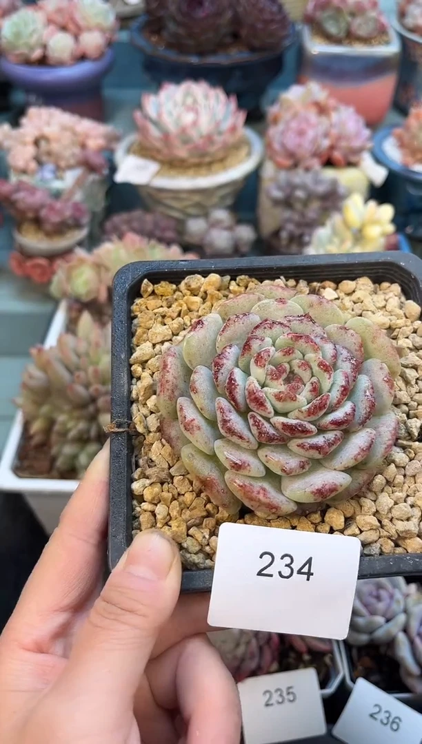 234单头粉色泡泡多肉