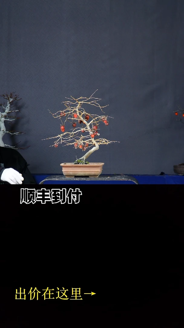 无花朵老鸦柿 不包邮