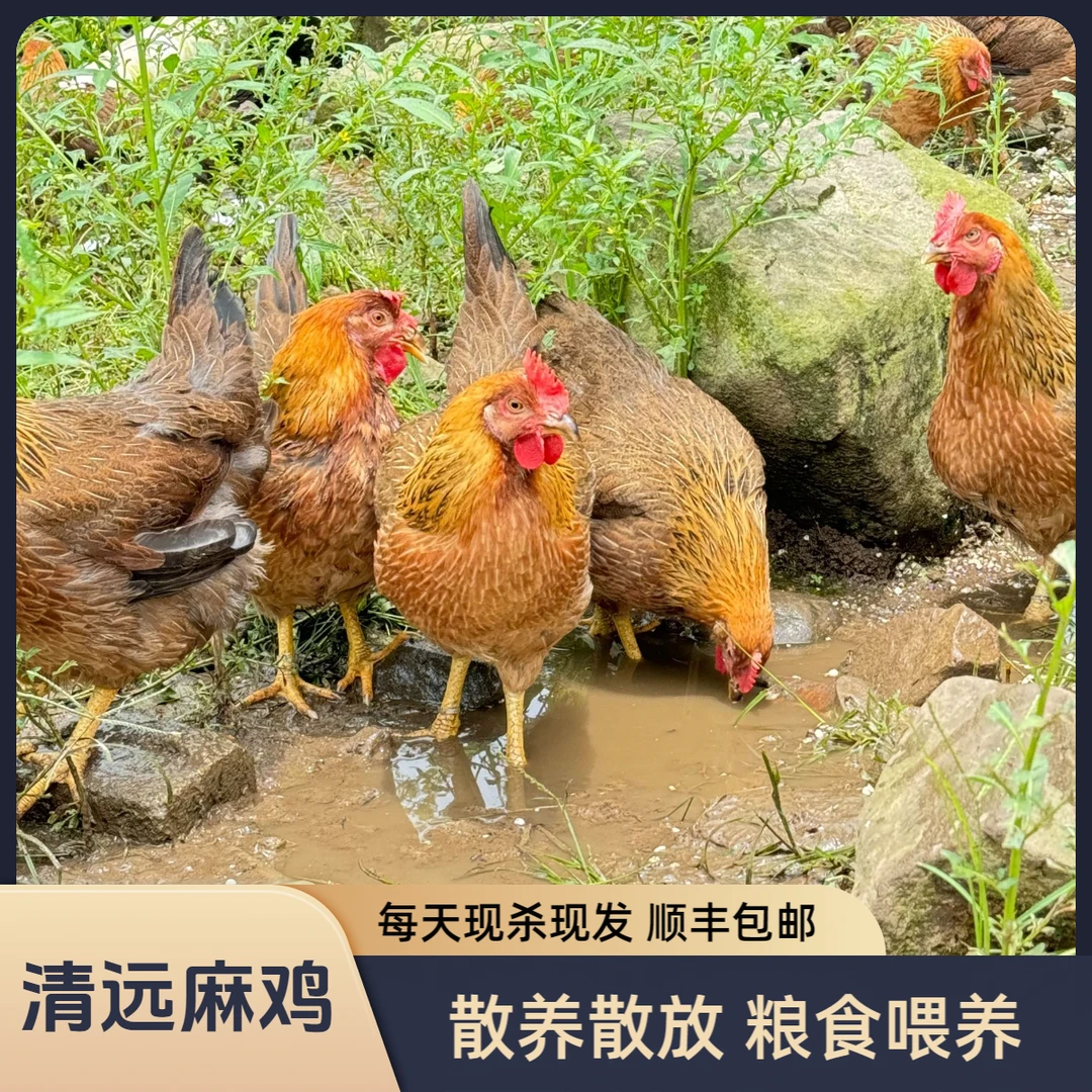 2只 散养走地麻鸡 养足200天以上 包邮