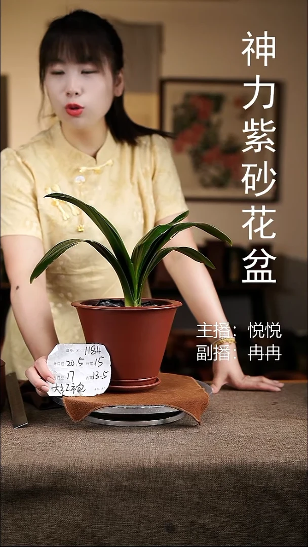 紫砂花盆花卉工艺1184+z大红袍