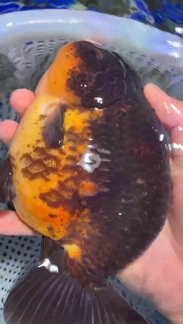 金鱼（运费自理，马印灯照射）福州追鱼兰寿金鱼