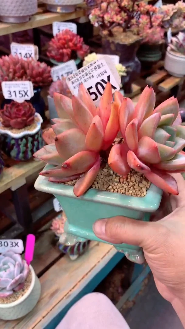 350X（一物一拍实付满28发货，默认不带盆土）