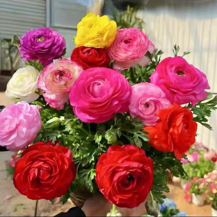 重瓣多色洋牡丹种子20粒（送种子）