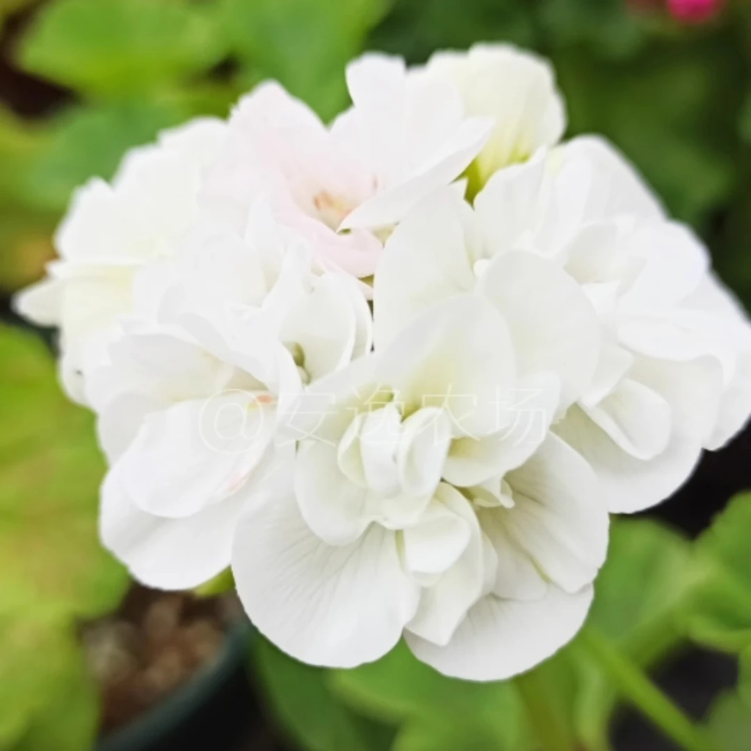 【晨曲】直立精品多分支天竺葵带花苞原盆原土发货四季开花爆花机器