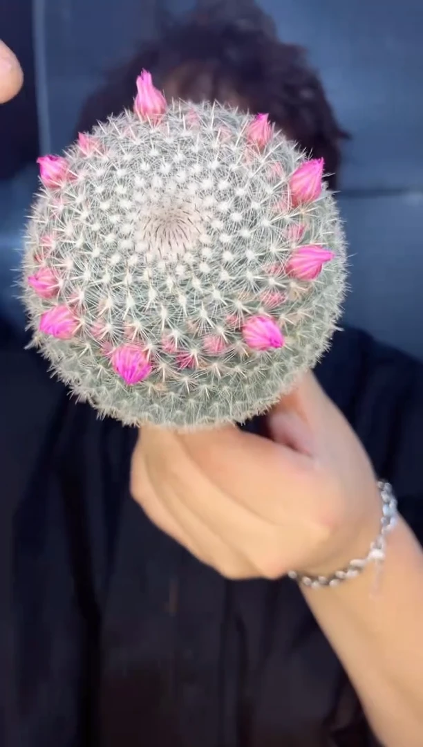 【闪购商品】2颗【带花苞】玉翁 5-7cm