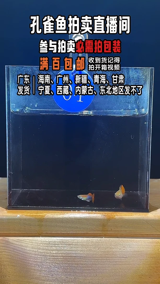 孔雀鱼折扇亚成1对