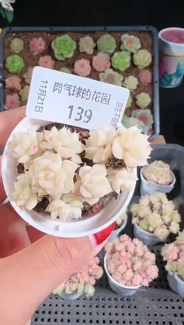 1121-139群生不包整