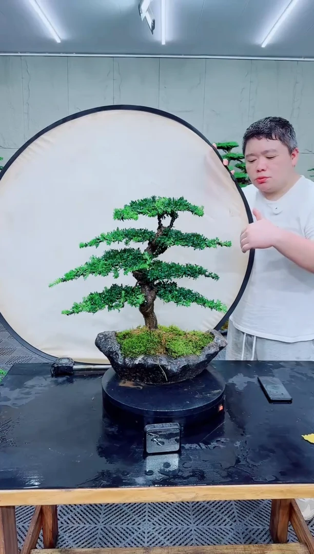 无花朵罗汉松盆景