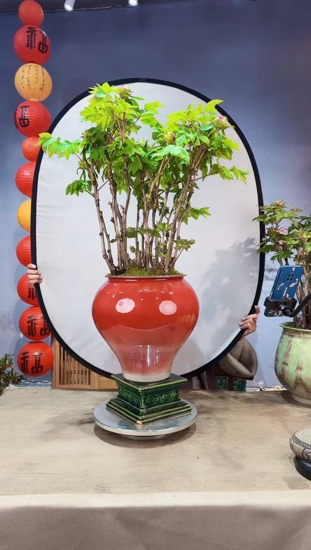 【闪购商品】盆景牡丹 洛阳红