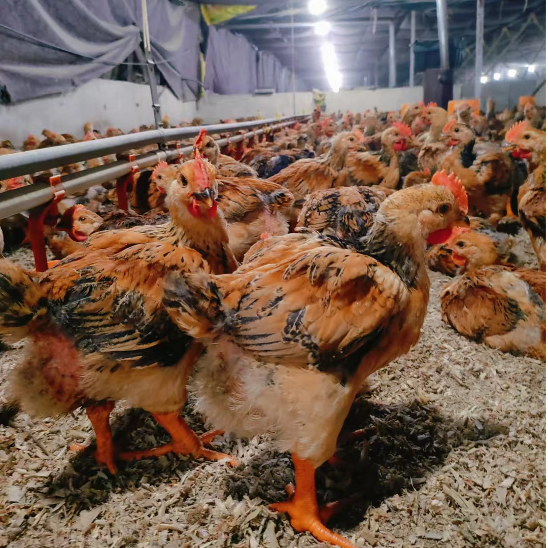 宠物鸡活体大种901鸡顺丰包邮