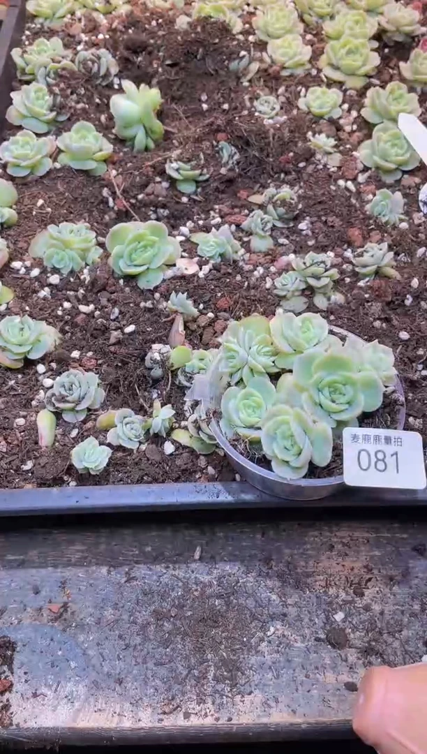 【闪购商品】081虾饺成品量拍