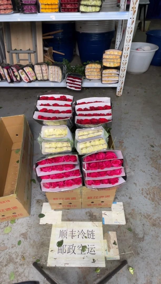 佛洛依德20枝+高原红20枝+骄傲20枝