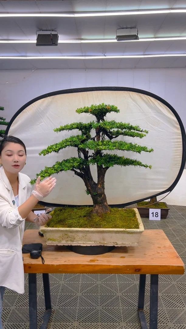 无花朵守****4一物一拍一物一拍