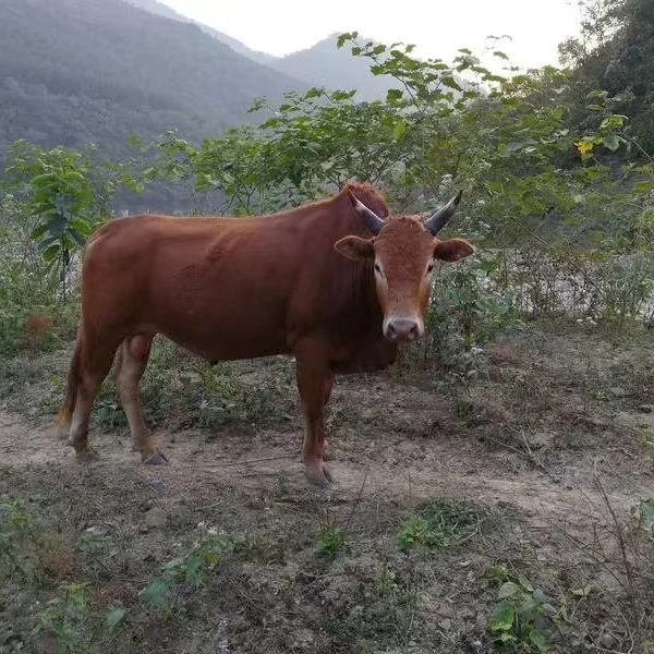 【前腿肉】农家散养土黄牛（现场称重）