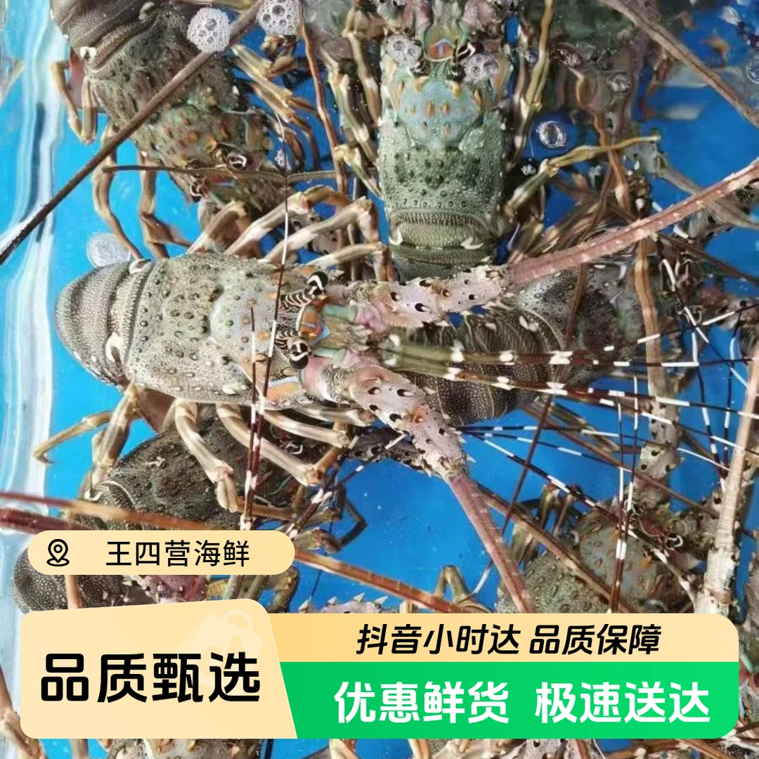 【鲜活】青龙仔 5-7两/只