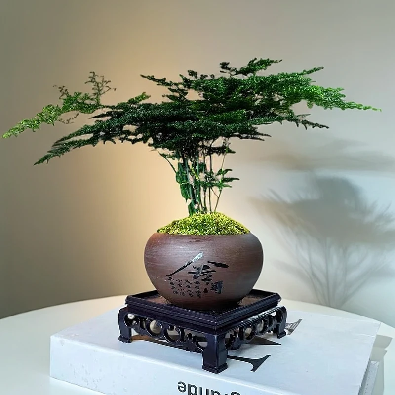 【舍得文竹盆栽】底座环境禅意绿植盆栽室内花卉美观盆景植物办公室