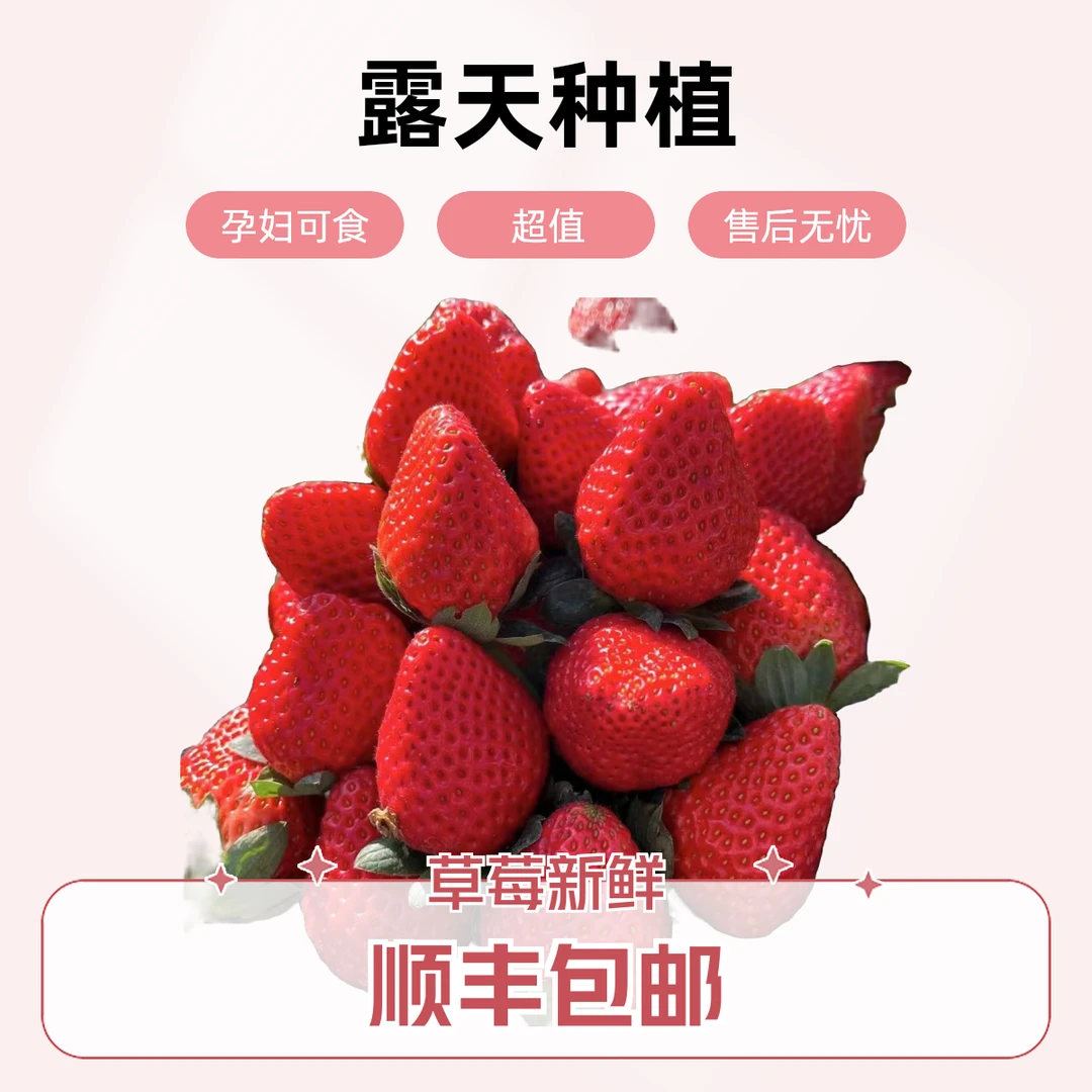 【顺丰包邮】1大凉山露天奶油草莓新鲜采摘露天8甜2酸非丹东99红颜