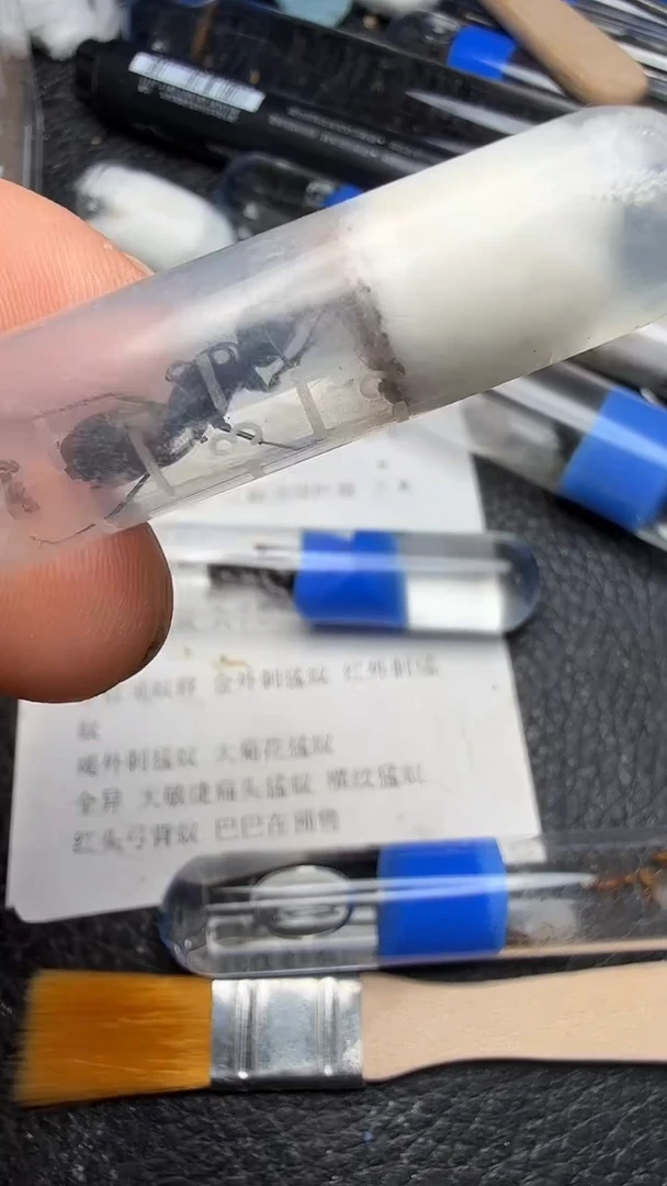 蚂蚁工坊金毛新后98