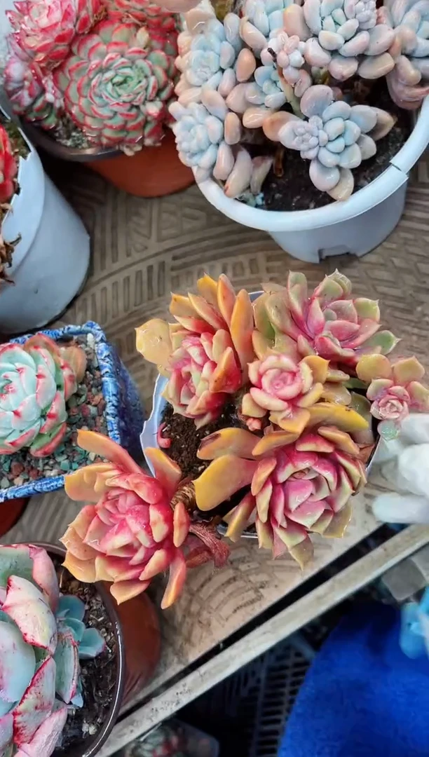 【闪购商品】12037