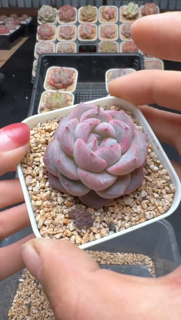 【闪购商品】118A号一物一拍多肉花卉植物拍3颗起发