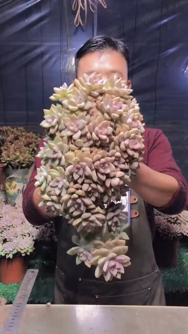 271淡雪缀化（一物一拍）