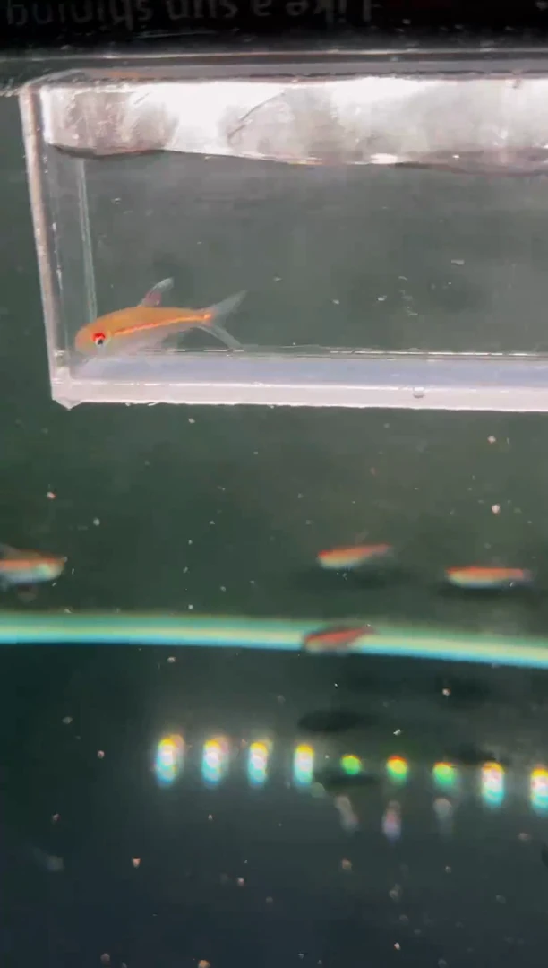 灯科鱼粉红霓虹*1