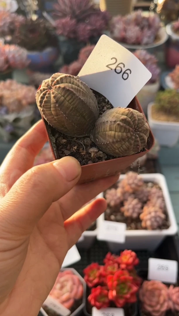 266双头布纹球多肉