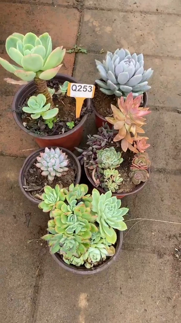 Q253多肉组合默认脱土发货