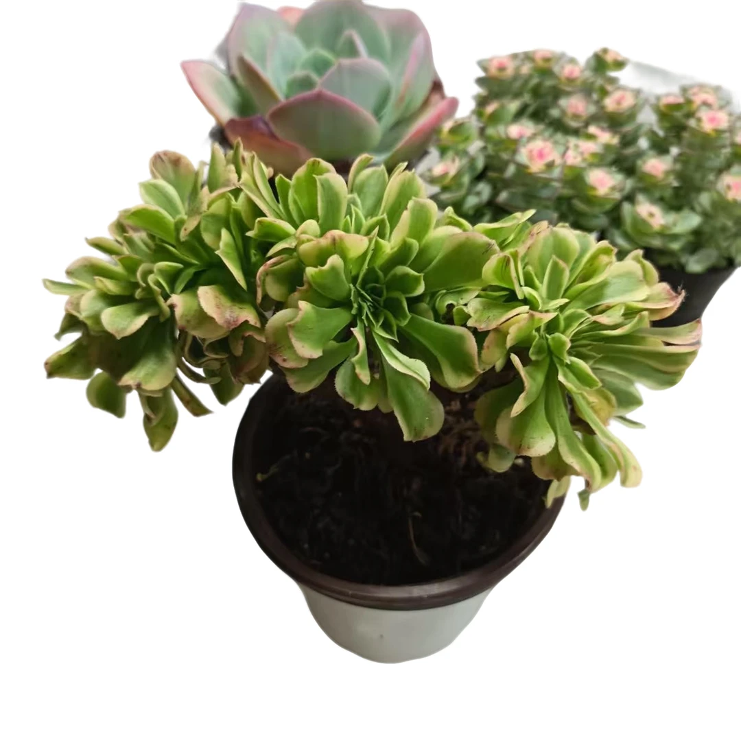 迈巴赫锦缀化脱土发货(拼满15元包邮)室内盆栽 室内净化绿植盆栽