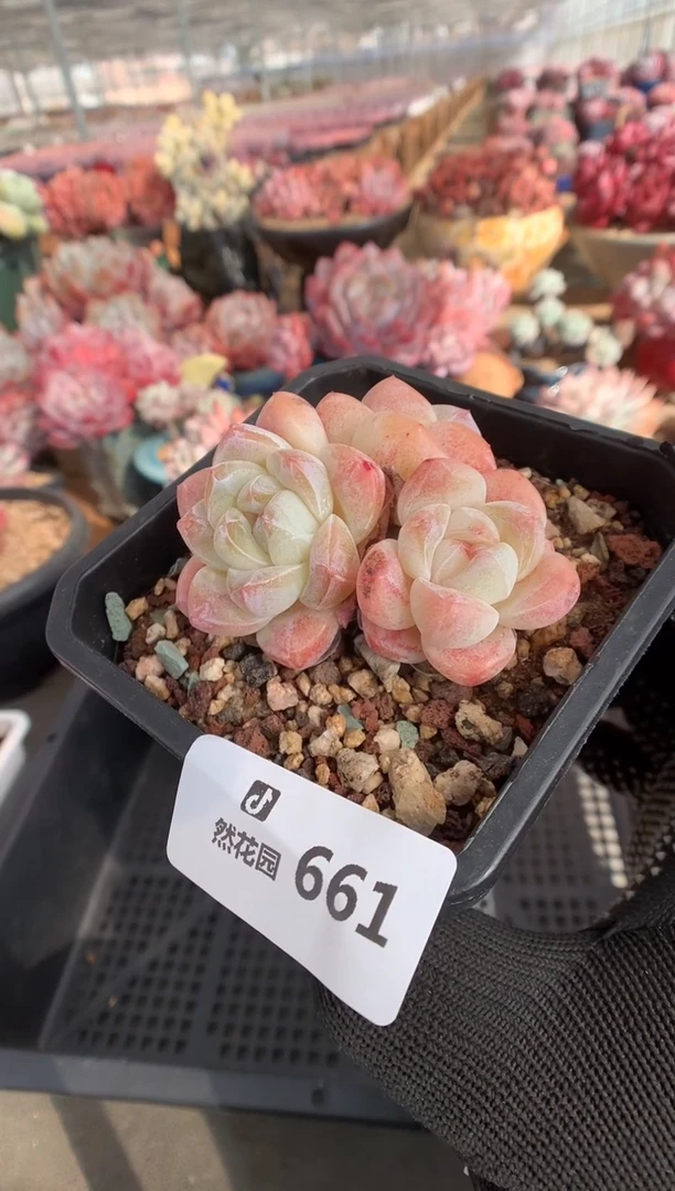 661冰玉多肉植物一物一拍