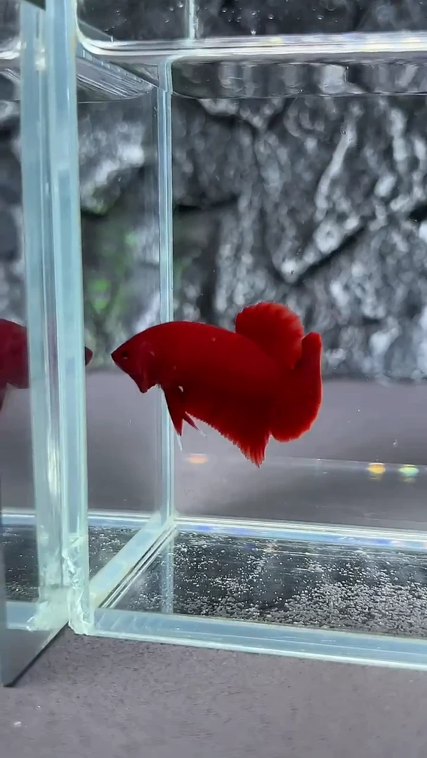 斗鱼竞拍链接A078