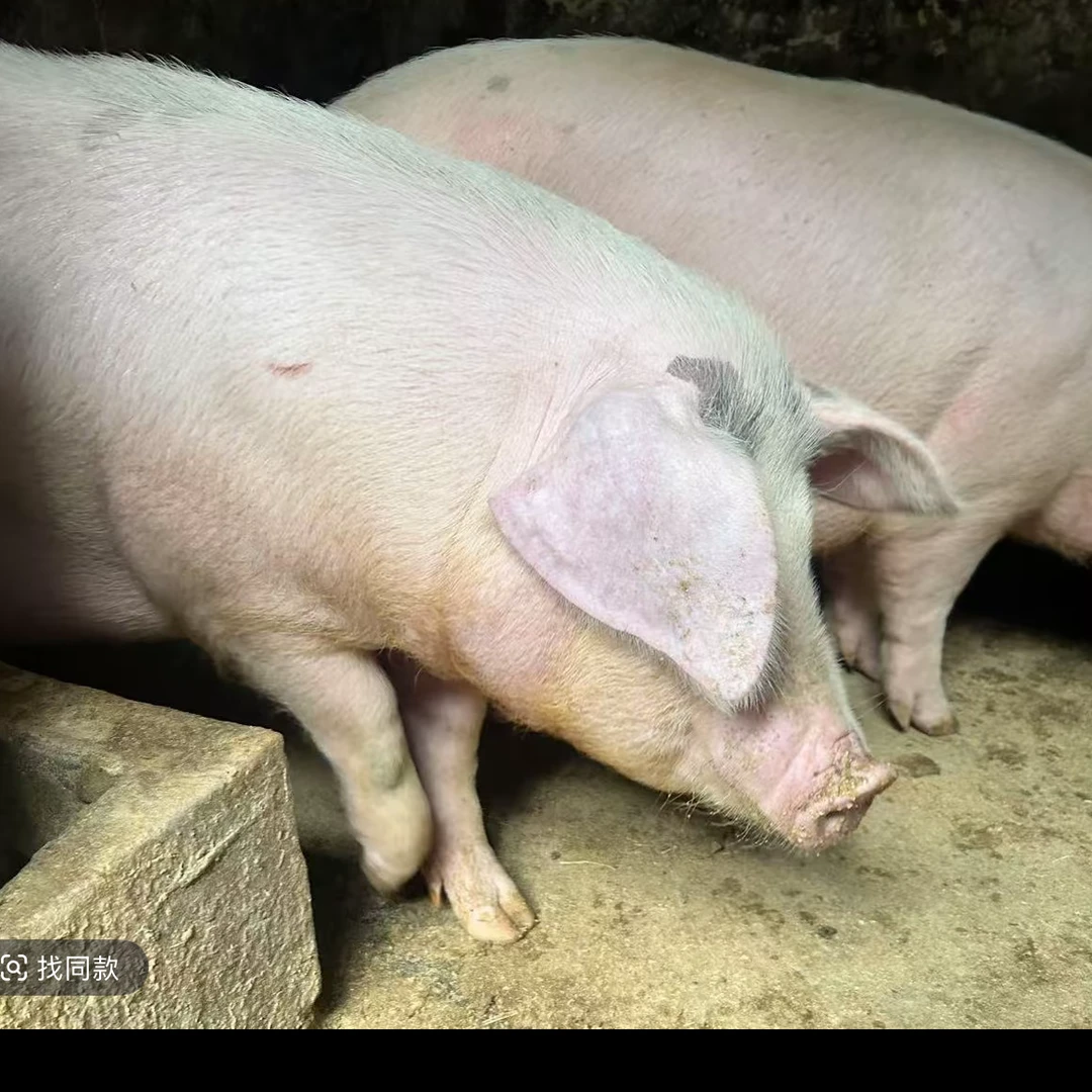B贵州高山熟食土猪肉