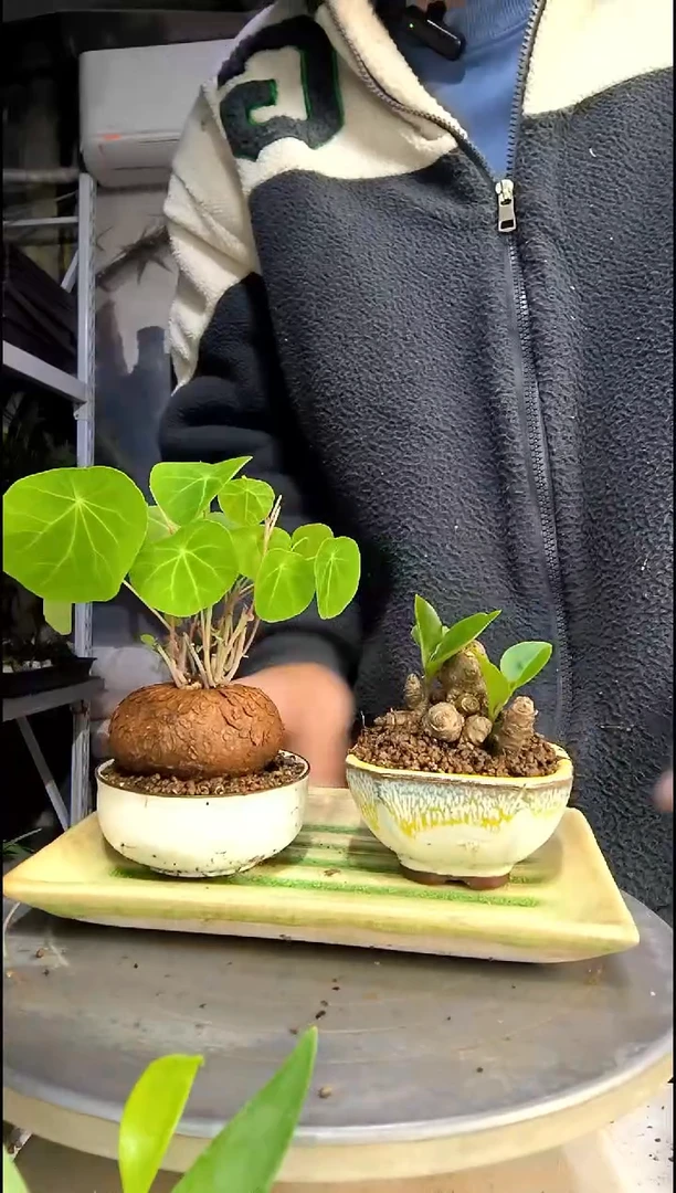 天**人中青园艺一物一拍171