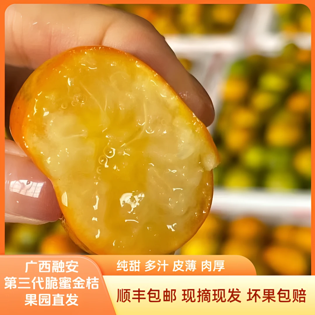 【脆蜜果王】广西融安脆蜜金桔纯甜多汁现摘现发顺丰包邮基地直供