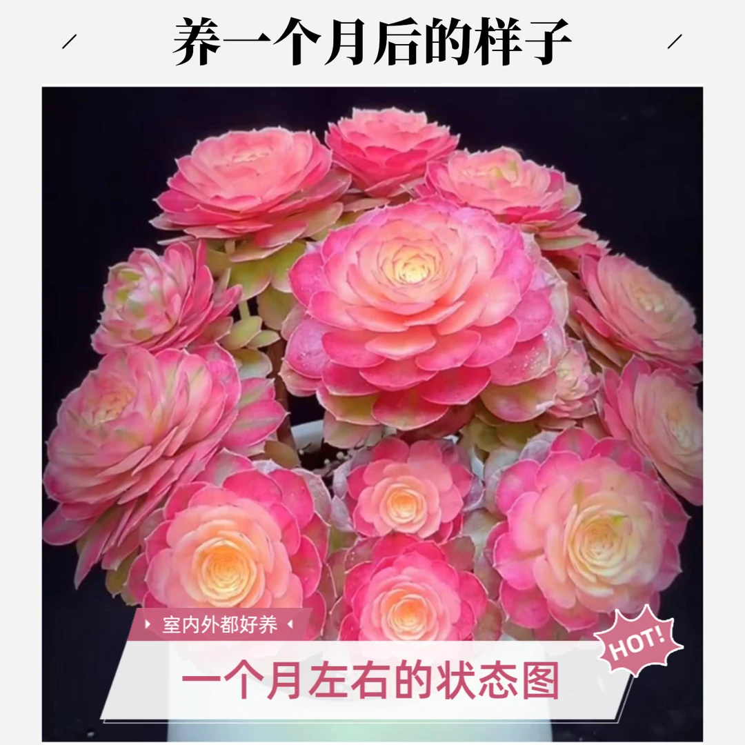 小七彩牡丹仙子  新手必备 不褪色居家必备多肉法师植物
