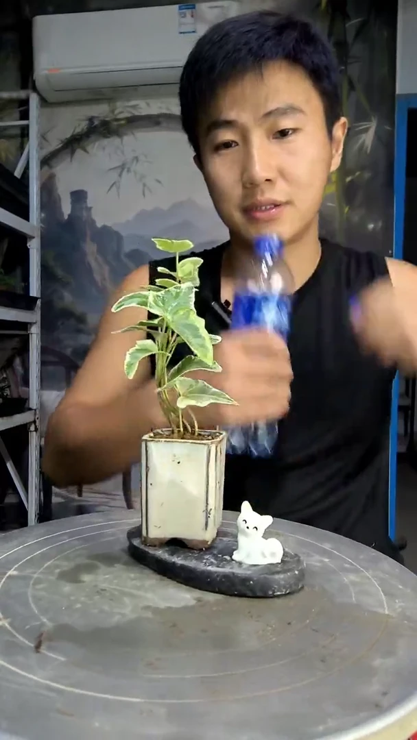 王***冲中青园艺一物一拍426