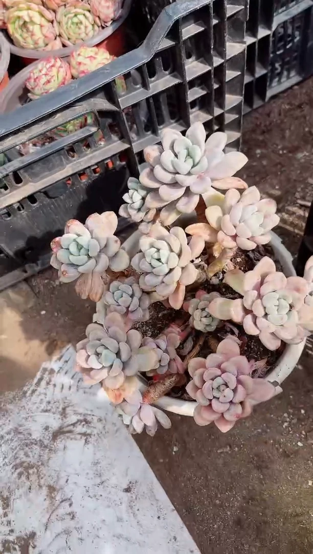 【闪购商品】10279