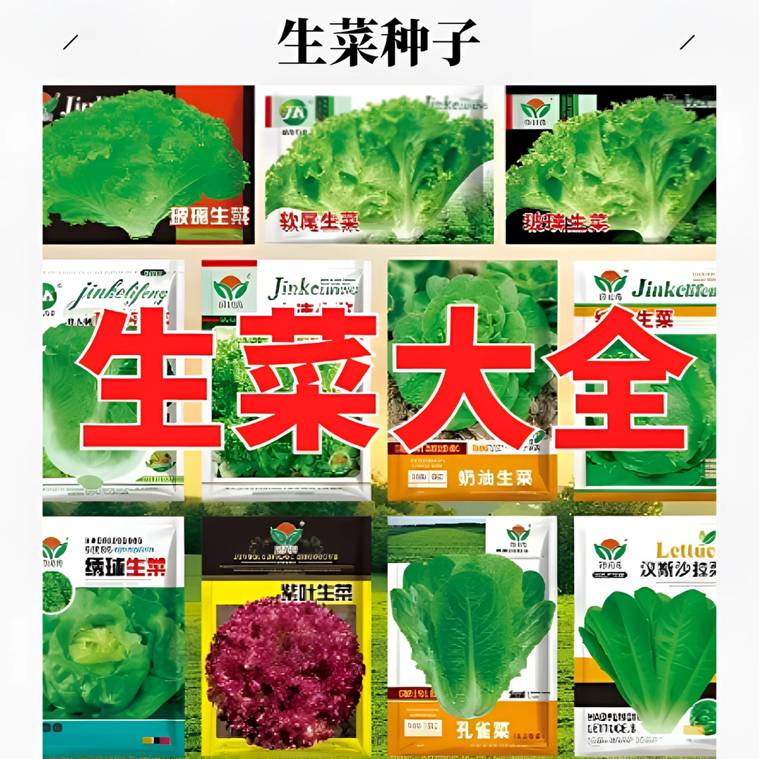 【全店满5包包邮】生菜种子大全阳台花盆蔬菜种子