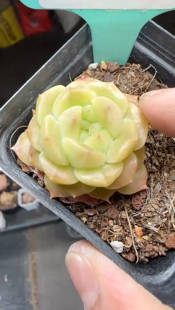 【闪购商品】一物一拍0217—92