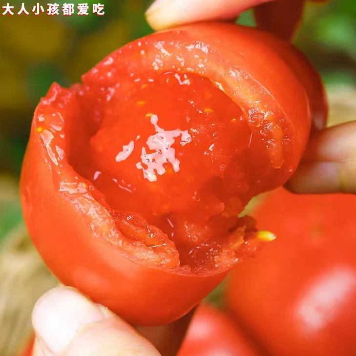 普罗旺斯水果番茄 老口味可生吃 3斤/5斤（大果）包邮番茄同城配