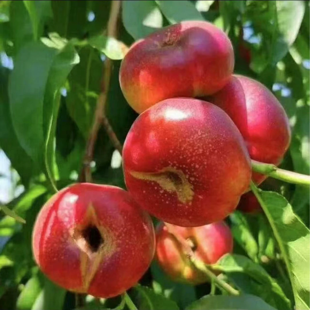 【次日达】蒙阴纽扣油蟠桃【2-5斤】 当季新果无毛可脆可软皮薄多汁甘甜  果林现摘现发当季新鲜水果桃子山东省