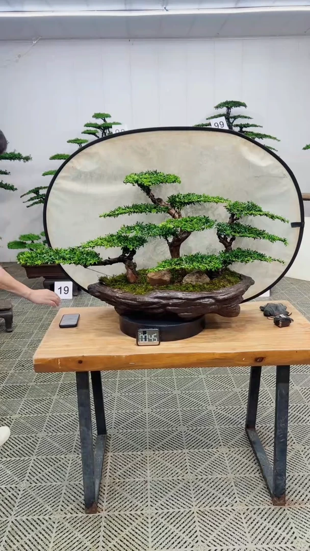 无花朵造型盆景一物一拍
