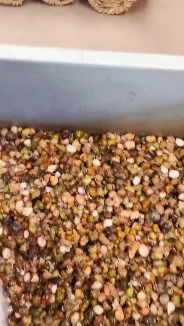 随机小豆丁一碗40-46只