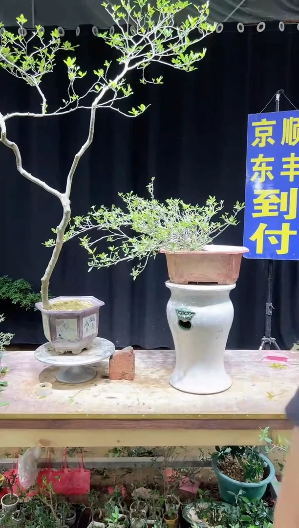 大量花朵（建议范围：8朵-15朵 或40%以上）郑**?海岛栀子花