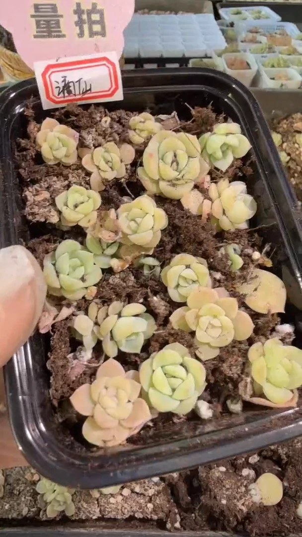 谪仙切糕1盒 量拍混发